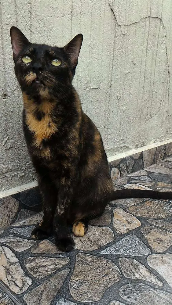 Gato ra a SRD idade 3 anos nome Andrômeda