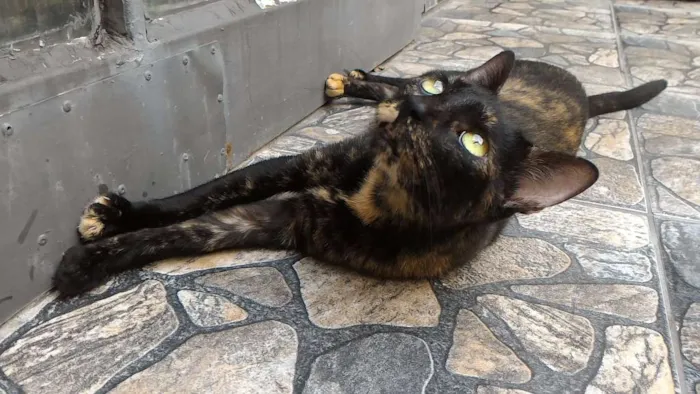 Gato ra a SRD idade 3 anos nome Andrômeda
