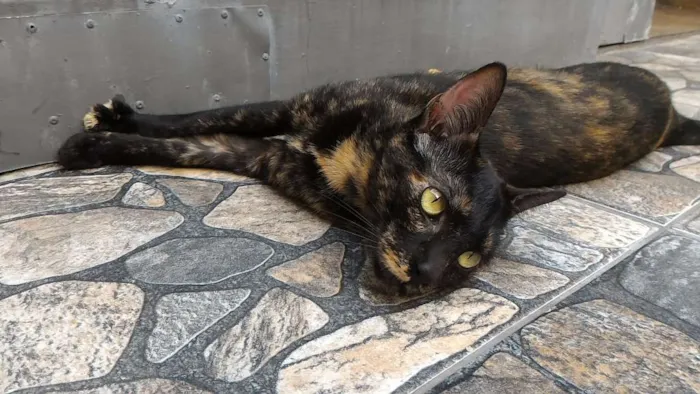 Gato ra a SRD idade 3 anos nome Andrômeda