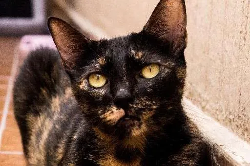 Gato ra a SRD idade 3 anos nome Andrômeda