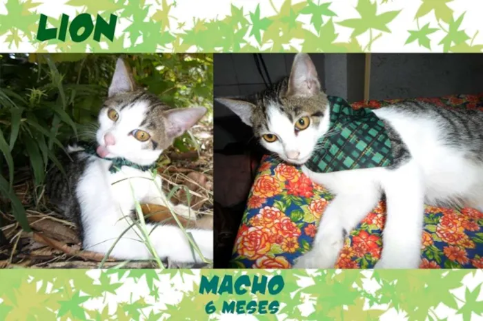 Gato raça SRD idade 2 a 6 meses nome Lion
