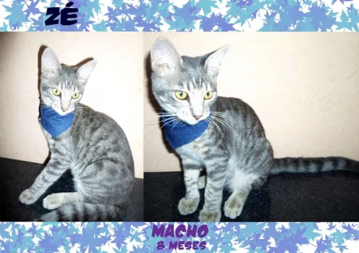 Gato raça SRD idade 7 a 11 meses nome Zé