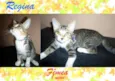 Gato raça SRD idade 7 a 11 meses nome Regina