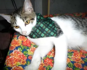 Gato raça SRD idade 2 a 6 meses nome Lion