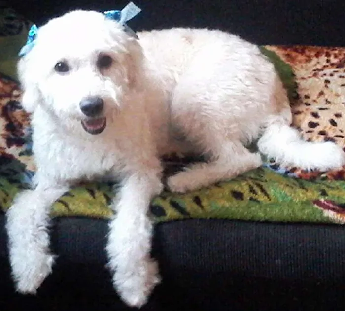 Cachorro ra a Poodle/SRD idade 2 anos nome Clara