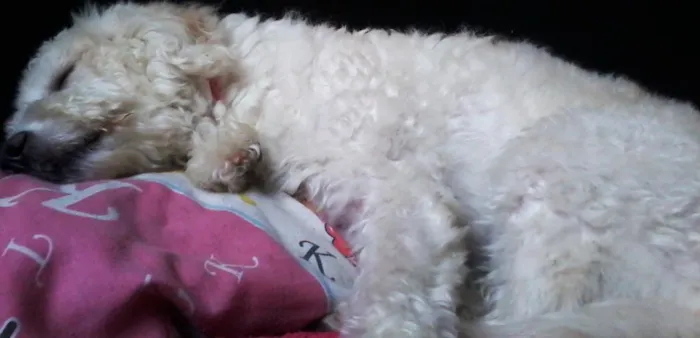 Cachorro ra a Poodle/SRD idade 2 anos nome Clara