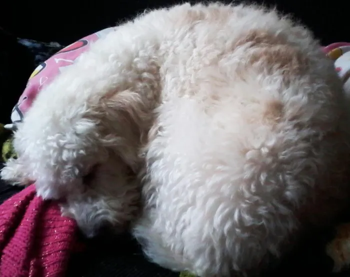 Cachorro ra a Poodle/SRD idade 2 anos nome Clara
