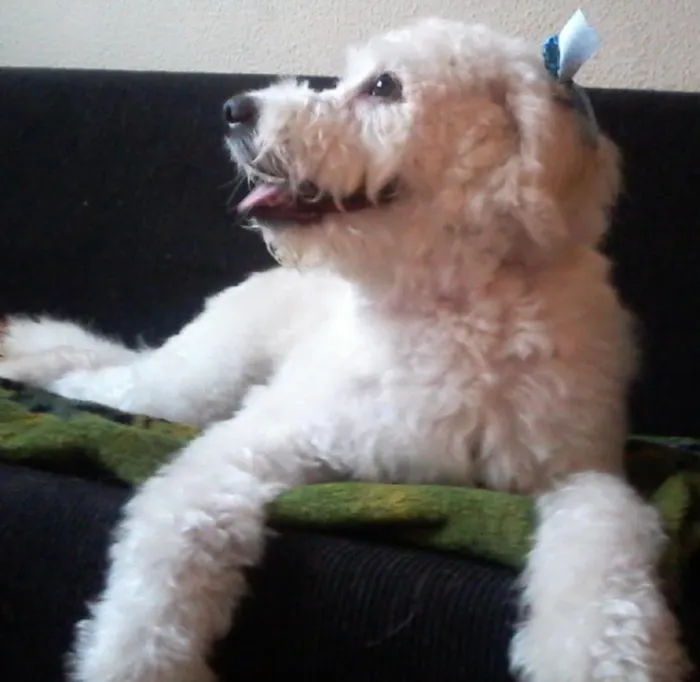 Cachorro ra a Poodle/SRD idade 2 anos nome Clara