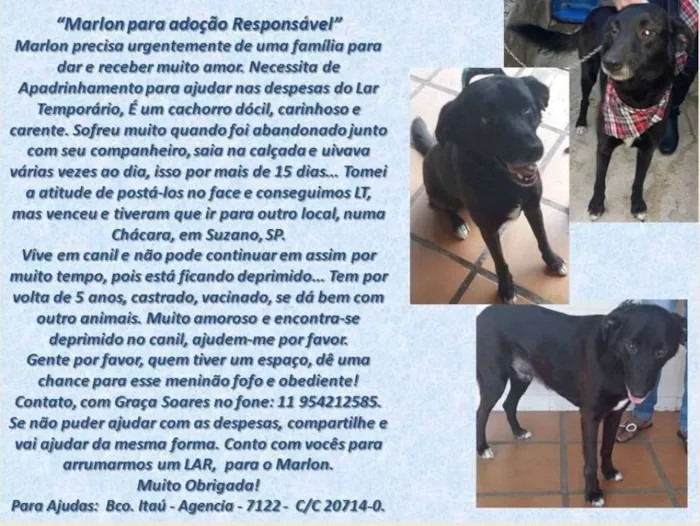 Cachorro raça SRD idade 5 anos nome Spark  E Marlon