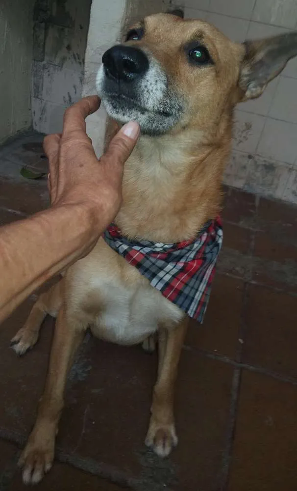 Cachorro raça SRD idade 5 anos nome Spark  E Marlon