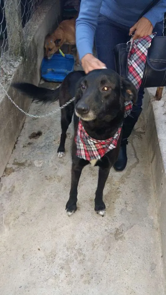 Cachorro raça SRD idade 5 anos nome Spark  E Marlon