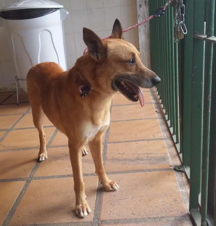 Cachorro raça SRD idade 5 anos nome Spark  E Marlon