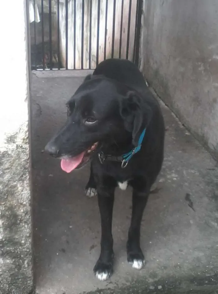 Cachorro raça SRD idade 5 anos nome Spark  E Marlon