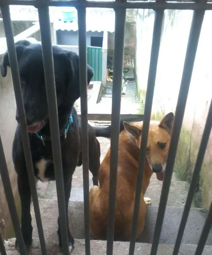 Cachorro raça SRD idade 5 anos nome Spark  E Marlon