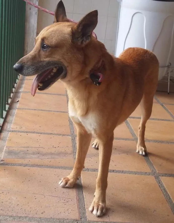 Cachorro raça SRD idade 5 anos nome Spark  E Marlon