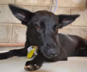 Cachorro raça SRD idade 2 anos nome ALÊ, Fofura!