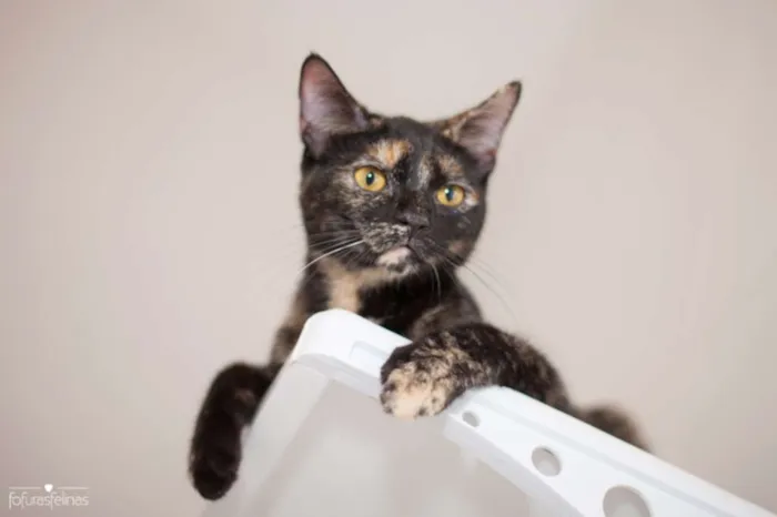 Gato ra a srd idade 2 a 6 meses nome Mocha