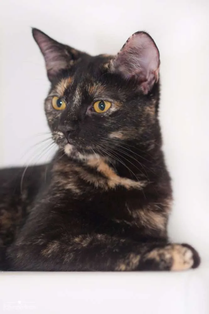Gato ra a srd idade 2 a 6 meses nome Mocha