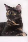 Mocha