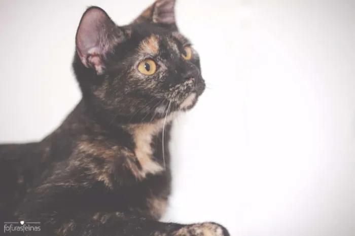 Gato ra a srd idade 2 a 6 meses nome Mocha