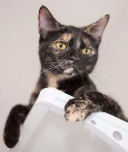 Gato ra a srd idade 2 a 6 meses nome Mocha