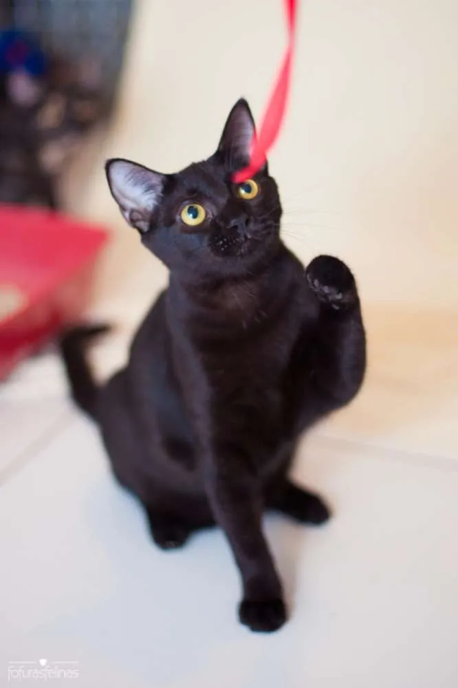 Gato ra a srd idade 2 a 6 meses nome Bibs