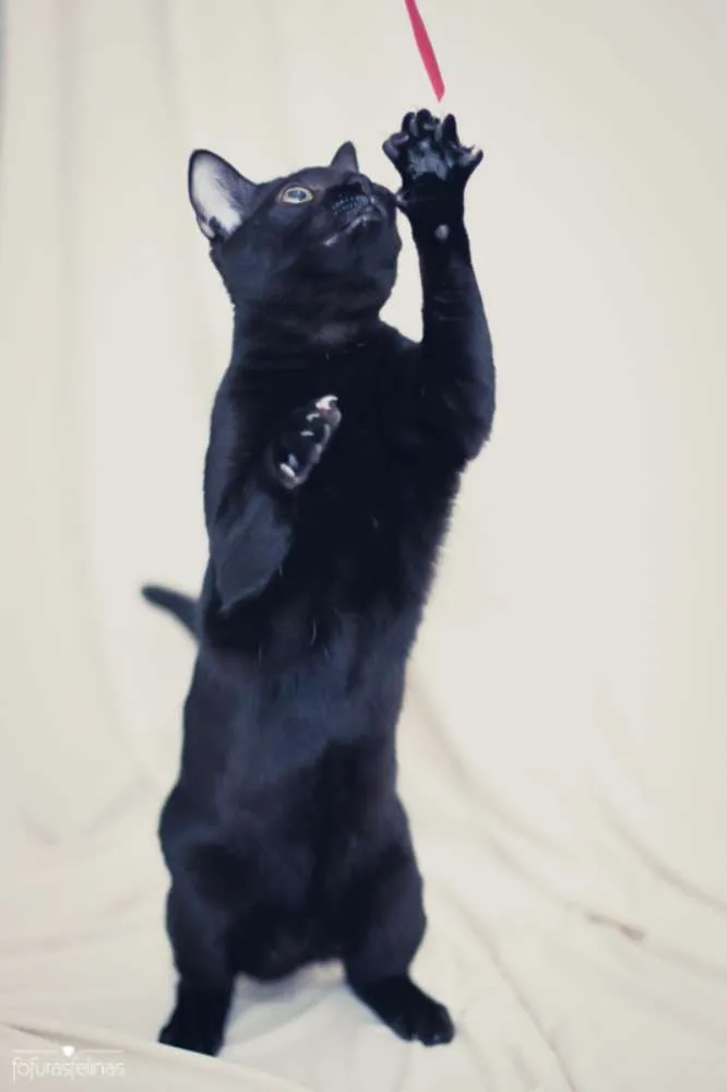 Gato ra a srd idade 2 a 6 meses nome Bibs