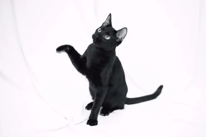 Gato ra a srd idade 2 a 6 meses nome Bibs