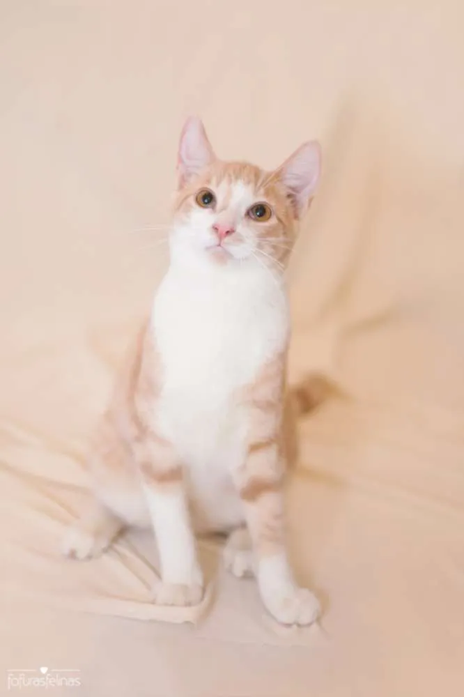 Gato ra a srd idade 2 a 6 meses nome Brulè
