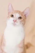Brulè