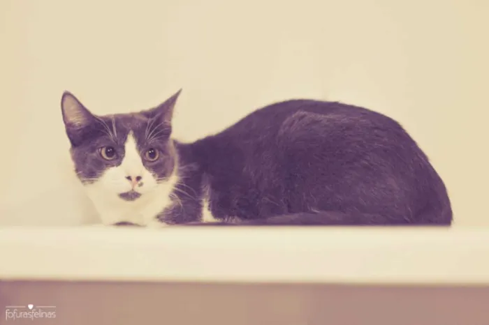 Gato ra a srd idade 2 a 6 meses nome Fini