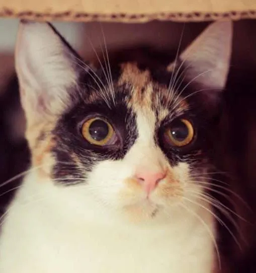 Gato ra a srd idade 2 a 6 meses nome Confeti
