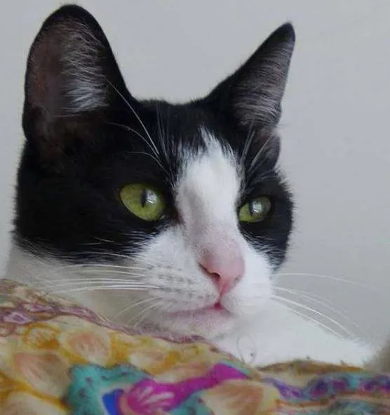 Gato ra a srd idade 2 anos nome Jules