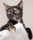 Mocha