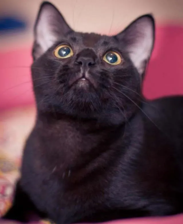Gato ra a srd idade 2 a 6 meses nome Jabuticaba