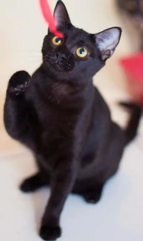 Gato ra a srd idade 2 a 6 meses nome Bibs