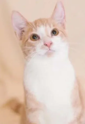 Gato ra a srd idade 2 a 6 meses nome Brulè