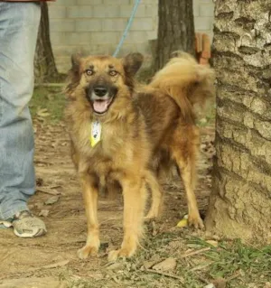Cachorro raça SRD idade 5 anos nome ZINGO, Lindo!