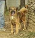 ZINGO, Lindo!