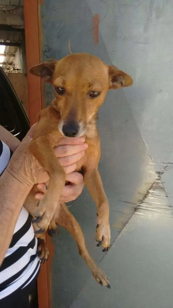 Cachorro ra a srd idade 4 anos nome Ralf