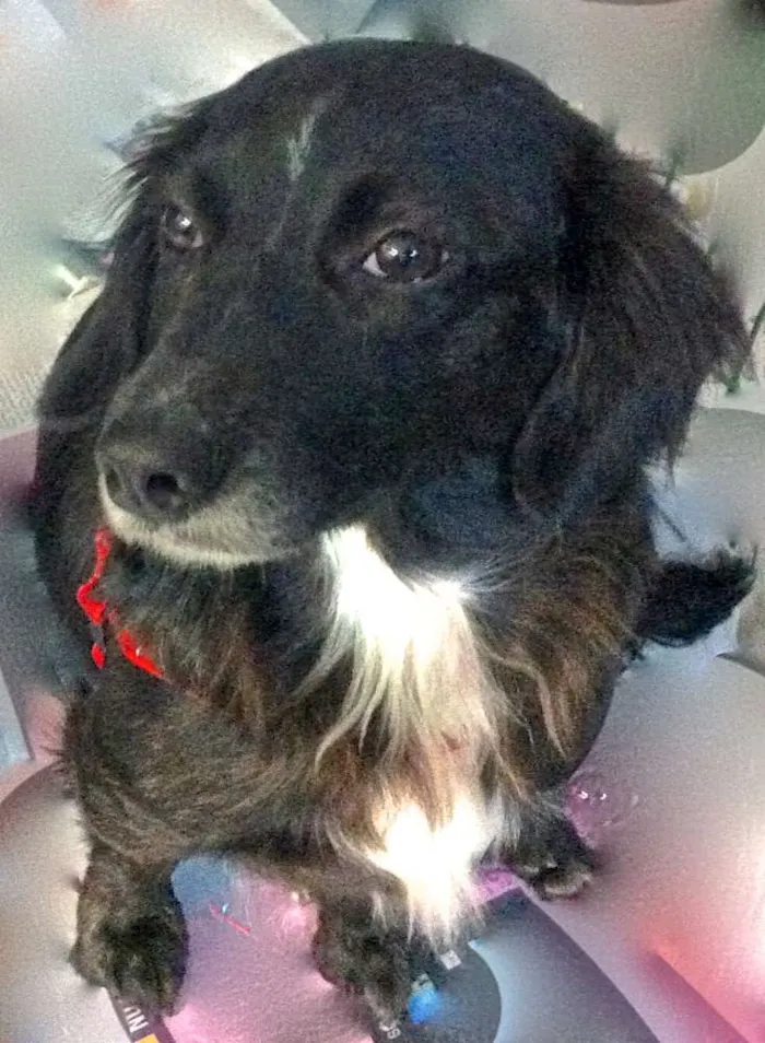 Cachorro ra a  idade 4 anos nome Lorena Pequena