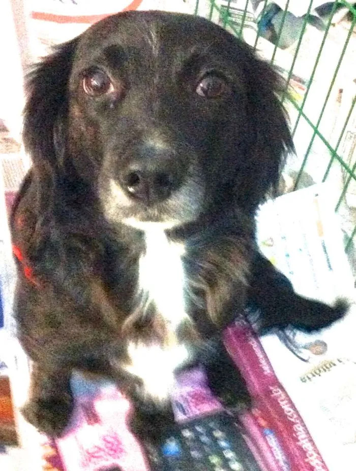 Cachorro ra a  idade 4 anos nome Lorena Pequena