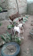  Paloma 