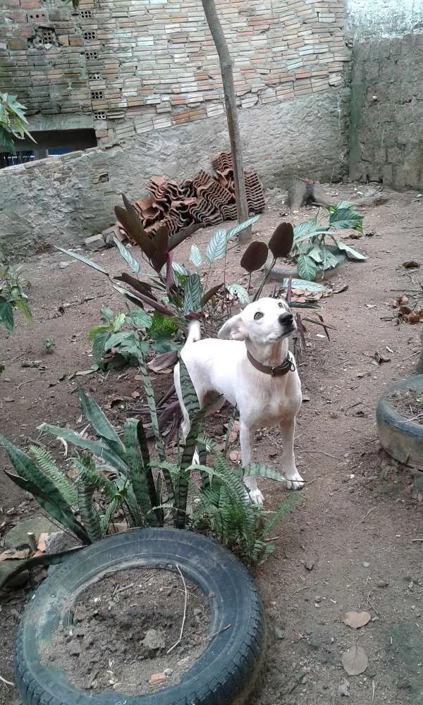 Cachorro ra a Pastora idade 6 ou mais anos nome  Paloma 