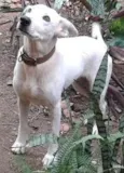  Paloma 