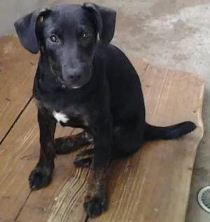 Cachorro raça srd idade 2 a 6 meses nome Bob 