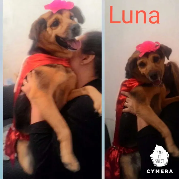 Cachorro ra a SRD idade 1 ano nome Luna