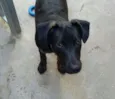 Bob 