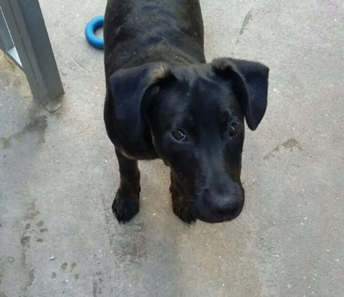 Cachorro ra a srd idade 2 a 6 meses nome Bob 