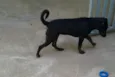 Bob 
